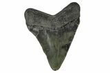Serrated, Juvenile Megalodon Tooth - South Carolina #172104-2